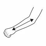 Lunghezza avambraccio